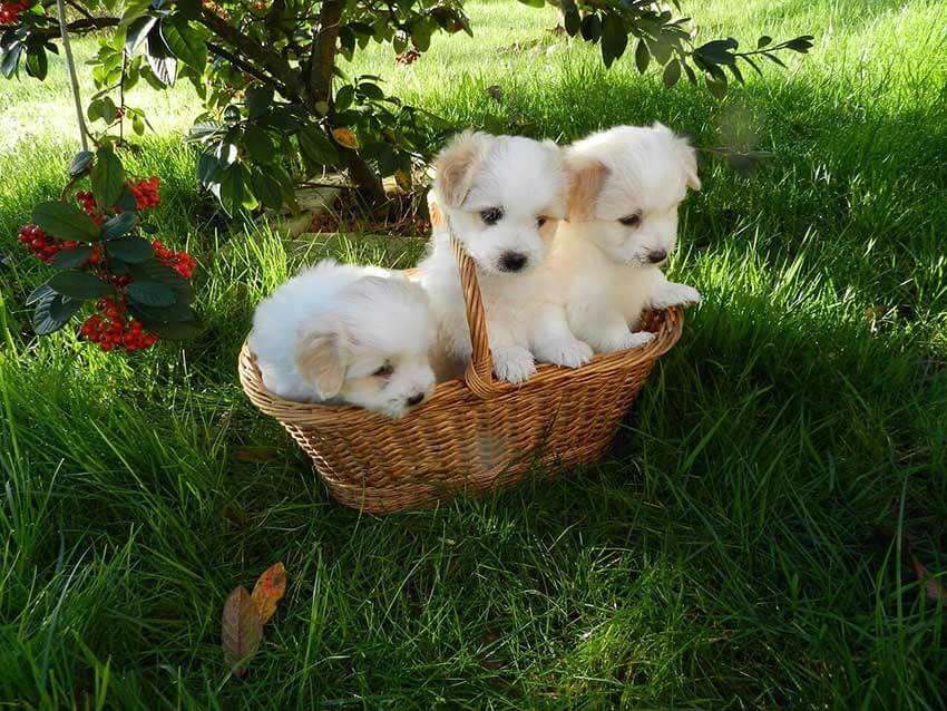 Auf dem Bild sind drei niedliche Hundewelpen in einem Weidenkorb auf der Wiese der nicht so gut für den Transport geeignet ist wie eine Trixie Transportbox 