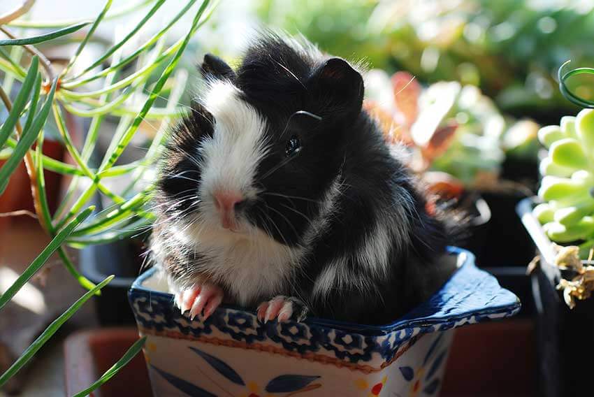 Das Bild zeigt keine Transportbox für Nager und Kleintiere sondern ein Meerschweinchen, das aus einem kleinen kleinen Keramiktöpfchen heraus schaut