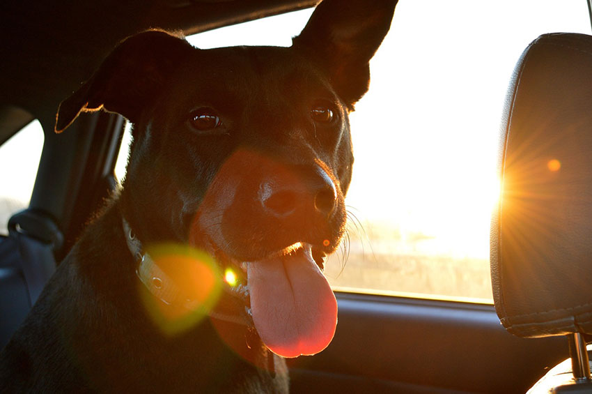 Das Bild zeigt einen Hund auf der Rückbank eines Autos - mit einer Hundetransportbox ist es sicherer