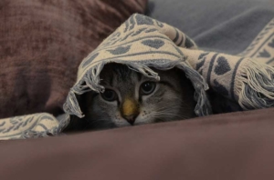 Wie bekommt man einen Kater in die Transportbox