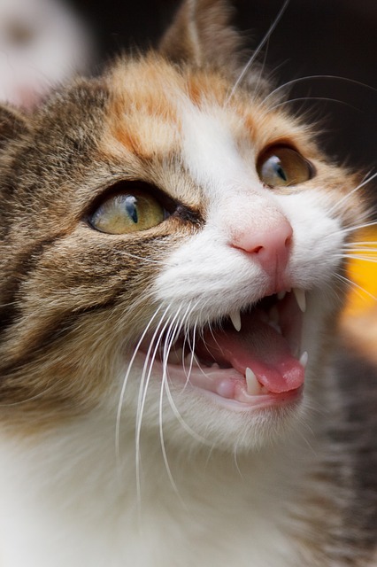 Einer ängstlichen und fauchenden Katze können Bachblüten helfen sich entspannter zu fühlen