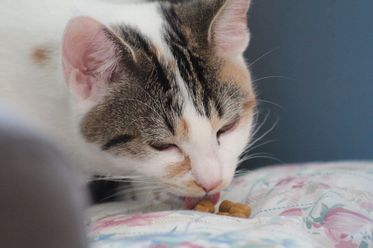 Im Leckerli ist die Einnahme von Globuli für Katzen meist unkompliziert.