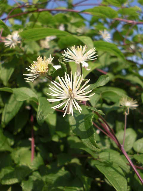 Es gibt viele Sorten der Bachblüten für Katzen. Abgebildet ist hier die Clematis Waldrebe. 